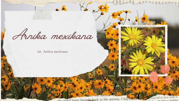 Arnika Mexicana - Arnica mexicana pflegt bei Prellungen, Verstauchungen und rheumatischen Beschwerden pflegt bei Hämatomen (Bluterguss…)